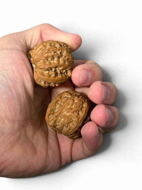 Chinese Walnuts